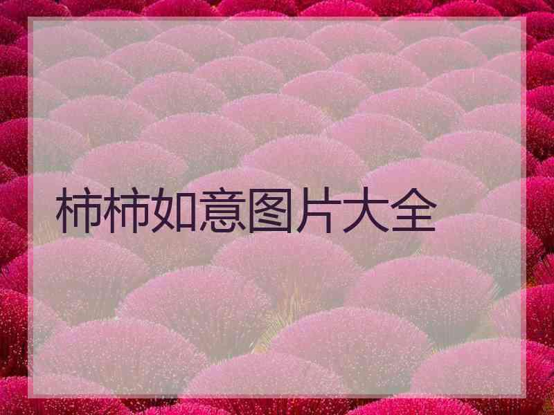 柿柿如意图片大全