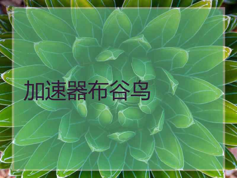 加速器布谷鸟