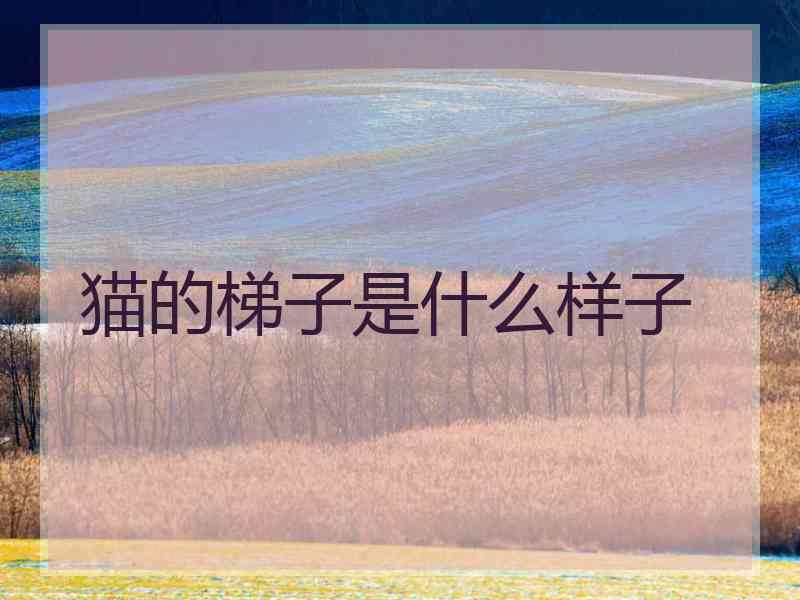 猫的梯子是什么样子